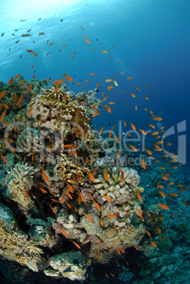 Vibrant and colourful tropical reef