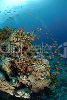 Vibrant and colourful tropical reef