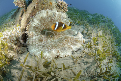 red Sea anemonefish
