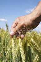Hand prüft Getreide