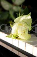 Weisse Rose auf Klavier