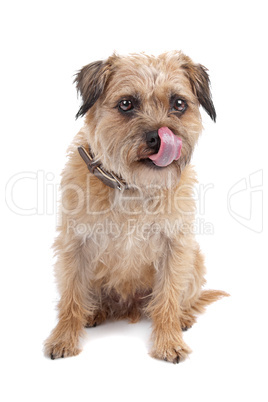 Border Terrier