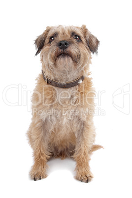 Border Terrier