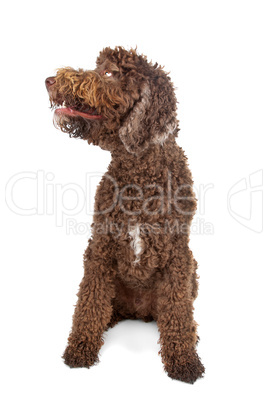 Labradoodle