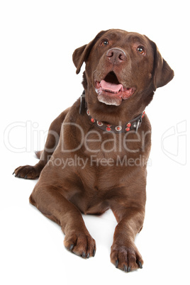 Chocolate Labrador