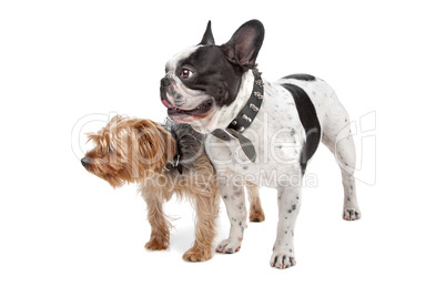 French Bulldog and a Yorkshire Terrier