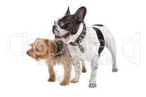 French Bulldog and a Yorkshire Terrier