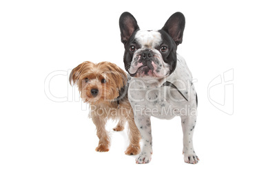 French Bulldog and a Yorkshire Terrier