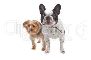 French Bulldog and a Yorkshire Terrier