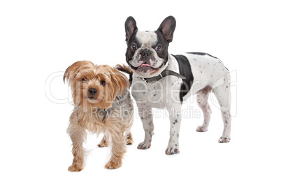 French Bulldog and a Yorkshire Terrier French Bulldog and a Yorkshire Terrier