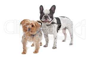 French Bulldog and a Yorkshire Terrier