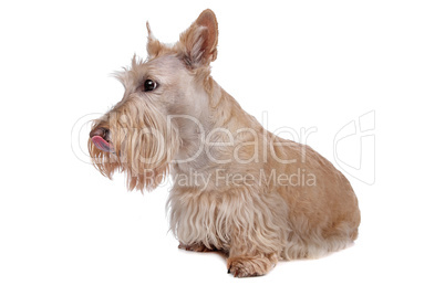 Scottish Terrier