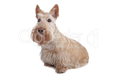 Scottish Terrier