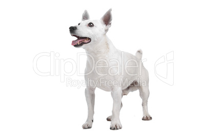 white Jack Russel Terrier