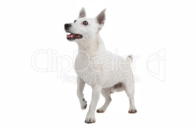 white Jack Russel Terrier