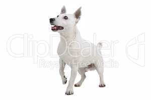 white Jack Russel Terrier