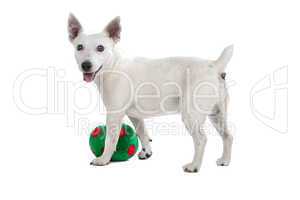 white Jack Russel Terrier