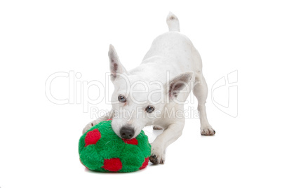 white Jack Russel Terrier