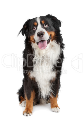 Bernese Mountain Dog