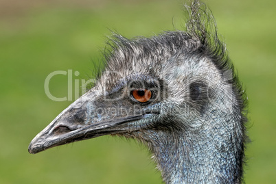 Emu