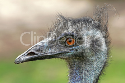 Emu