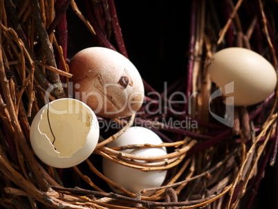 Nest und Eier