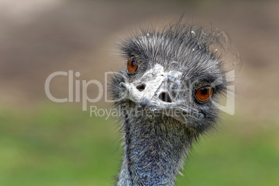 Emu