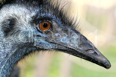 Emu