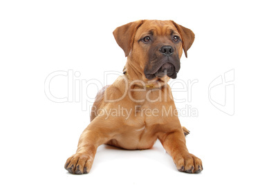 mixed breed Dogue de Bordeaux