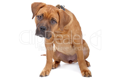 mixed breed Dogue de Bordeaux