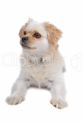 mix malteser,shih tzu