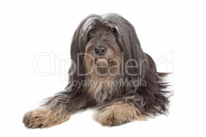 Tibetan Terrier