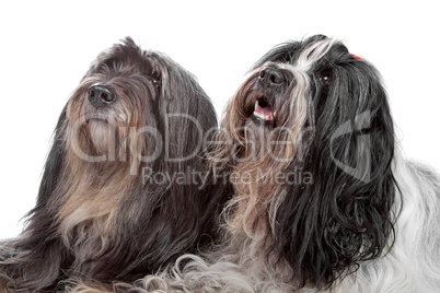 two Tibetan Terrier dogs
