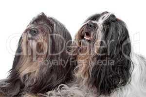 two Tibetan Terrier dogs