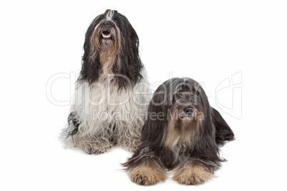 two Tibetan Terrier dogs