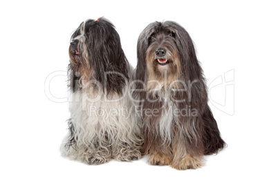 two Tibetan Terrier dogs