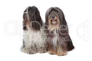 two Tibetan Terrier dogs