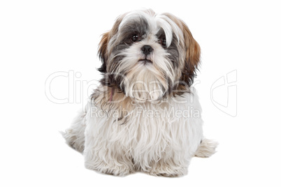 Shih tzu