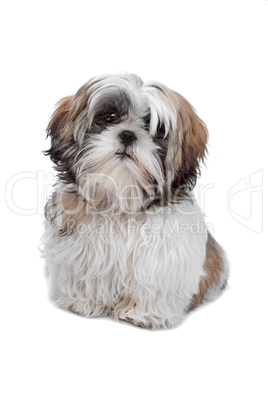 Shih tzu