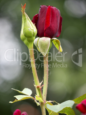 Rosenbluete und Knospe Rosenbluete und Knospe