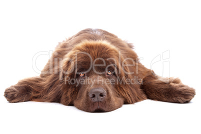 Brown Newfoundland dog