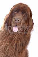 Brown Newfoundland dog