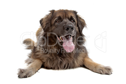 Leonberger isolated on white