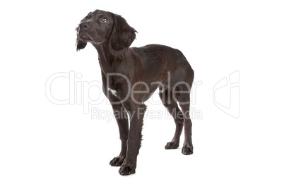 mix breed dog cocker spaniel/flat coated spaniel