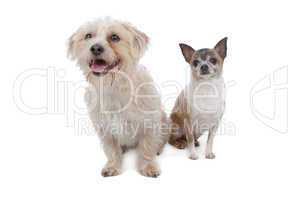 chihuahua and a mixed breed dog