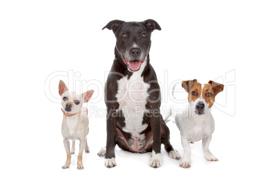 small group of dogs