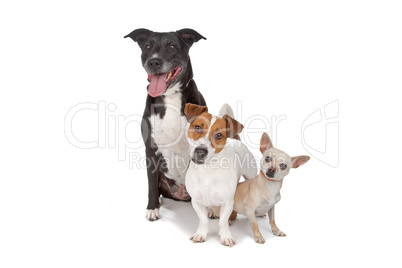 small group of dogs