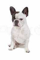 French Bulldog isolated on white