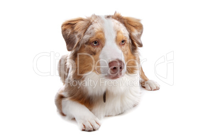 Australian Shepherd isolated on white