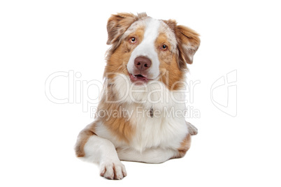 Australian Shepherd isolated on white